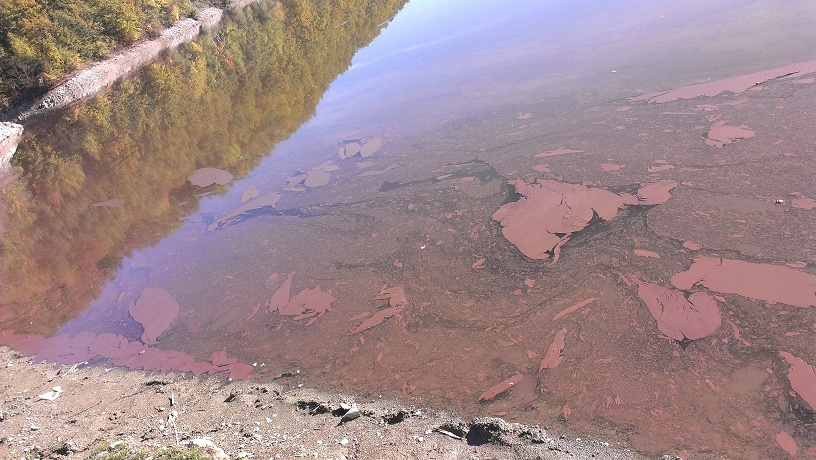 cijanobakterije jezero vrutci srbija